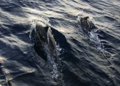 Delphine begleiten das Boot und spielen stundenlang mit uns